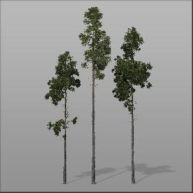 Forest trees - Pine bundle1